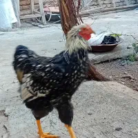 خروس ویاندوت سیلور|حیوانات مزرعه|مرند, |دیوار