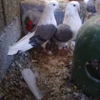 کبوتر دم سفید . دوکت . سرخ|پرنده|شهرضا, |دیوار