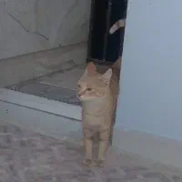 واگذاری گربه ملوس واهلی در سرابله