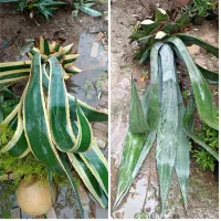گل روستای سالکده