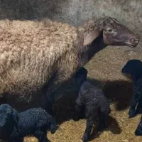 بره ماده همو و هترو|حیوانات مزرعه|ایواوغلی, |دیوار