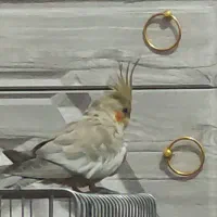 طوطی عروس من سمت مهرگان گل سرخ گم شده|پرنده|قزوین, |دیوار