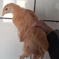 جوجه ۲.۵ ماهه برهما|حیوانات مزرعه|شهرضا, |دیوار