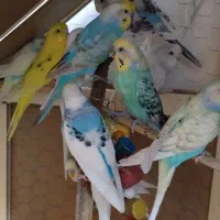 یه جا زیر قیمت