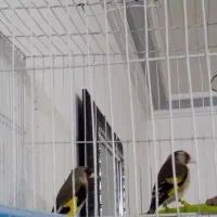 سهره چهار گل سهره کرمونی