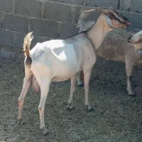 بز کهره دار در جم