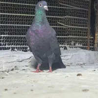 ۴ عددنرب ضمانت|پرنده|چابهار, |دیوار