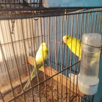 مرغ عشق جفت سلامت|پرنده|اسلام‌شهر, شهرک امام حسین (میان آباد)|دیوار