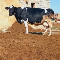 گاو هلشتاین آبستن۲۲ روز مونده به زایمان شیر ۳۵کیلو