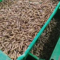 فروش سالن کرم میلورم با تمام تجهزات تولید