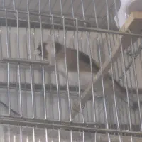 سهره متولد قفس زیر دهن ایوب رحمتی|پرنده|تهران, حر|دیوار