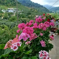 اجاره روزانه ویلا جنگلی|اجارهٔ کوتاه‌مدت ویلا و باغ|حویق, |دیوار