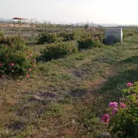 باغ فروش