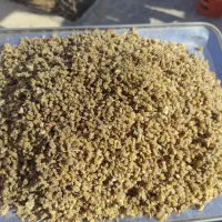 ترنجبین درشت اعلا