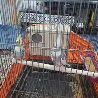 جفت عروس مولد کارداده سرحال|پرنده|بندرعباس, |دیوار