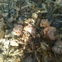 ذرت علوفه|عمده‌فروشی|قره چای, |دیوار