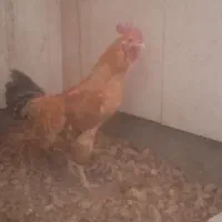 خروس|حیوانات مزرعه|کیار, |دیوار