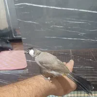 قناری