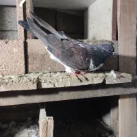 کبوتر پرشی|پرنده|رامسر, |دیوار