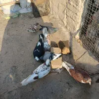 کفتر|پرنده|محمدشهر, سیدآباد|دیوار