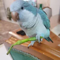 قبول واگزاری و سرپرستی رایگان جوجه راهب