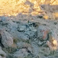 سگ ماده