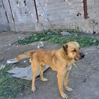 سگ سرابی