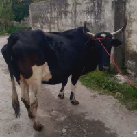 گاو دورگ محلی ۸ماه ابستن|حیوانات مزرعه|شیرگاه, |دیوار