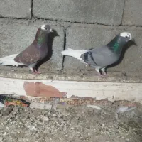 کفتر شازده