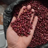 لوبیا قرمز تازه