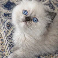 کوچولو های خرسی