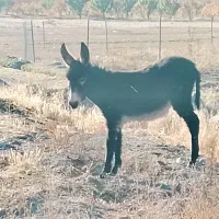 الاغ|حیوانات مزرعه|قره پشتلو, |دیوار