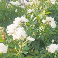 گردنبند