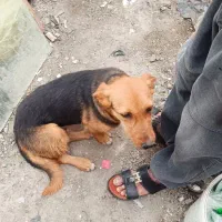 سگ ماده ژرمن باهوش