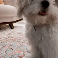 واگذاری مالتیز شیتزو