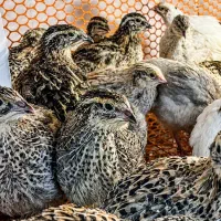 جوجه بلدرچین یک ماه
