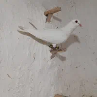 دوتا نر گردن کلفت
