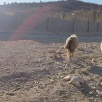 قوچ داشتی|حیوانات مزرعه|ارژن, |دیوار