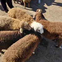 بره جهت قربانی و پرواربندی