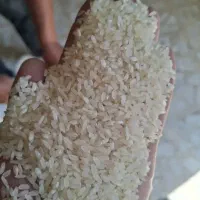 بزنج کامفیروزی اصلی|خوردنی و آشامیدنی|شیراز, زیباشهر|دیوار
