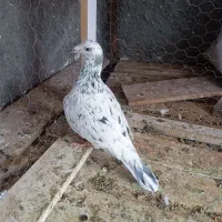 کفتر|پرنده|تربت جام, شاهد|دیوار