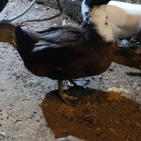 اردک کاکلی|حیوانات مزرعه|ماسال, |دیوار