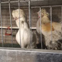 یک جفت سلطان باکیفیت