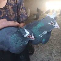 کبوتر پلنگ وسینه ای