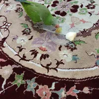 طوطی راهب رودان|پرنده|رودان, |دیوار