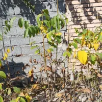 نهال گردوی کاغذی|خدمات باغبانی و درختکاری|سیلوانه, |دیوار