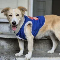 واگذاری رایگان سگ