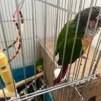 گرینچیک یلو رد مولد|پرنده|ساری, |دیوار