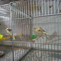 فروش جوجه قناری متولد برج ۱۲به قیمت استسنایی