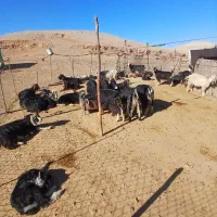 فروش بزغاله